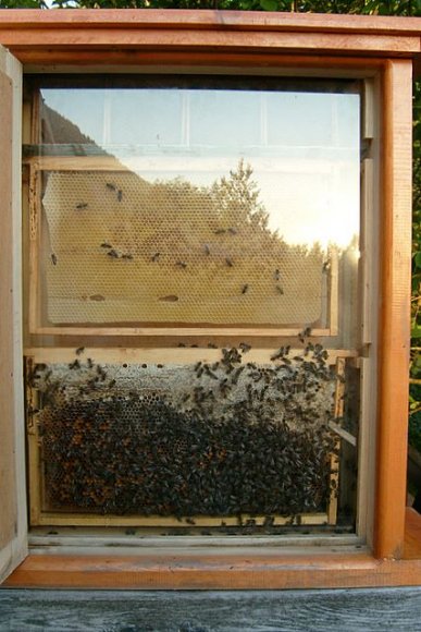 TEMA misafirhanesindeki arıvaryum (köylü bize böyle ifade etti). Bölgede sadece kafkas arıları var ve bölgeye başka bir arı geti