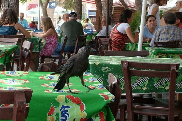 Merkezdeki çay bahçelerinden birine oturup gazoz, tost ile öğle yemeği yedik. Bu da karşı masamıza tüneyen karga arkadaşımız.