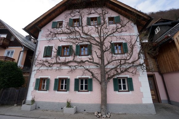 Hallstatt iki boyutlu ağaç