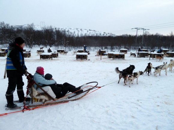 Kirkenes haski kızağı