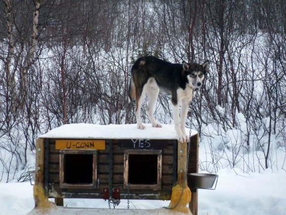 Kirkenes haski