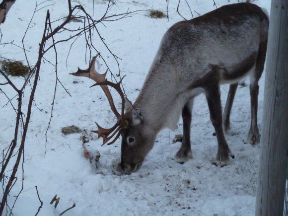 Kirkenes, ren geyiği