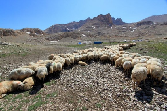 Yolda bir koyun sürüsüne rastladık.