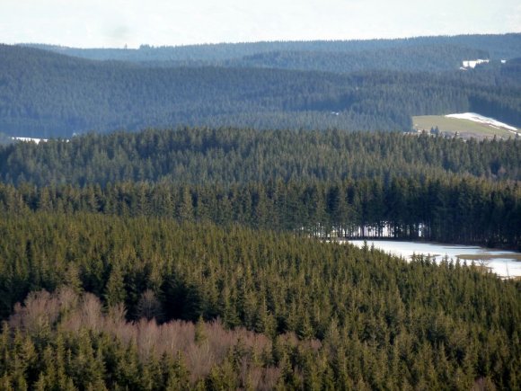 Bodensee Gölünün kuzeyinden Baden bölgesinin bağları boyunca giderek Kara Orman'a vardık. Kara Orman (Almanca: Schwarzwald) ismini Romalılardan alıyor. Romalılar ağaç yoğunluğundan dolayı ormanın içine ışık girmediğinden buraya Kara Orman demişler.