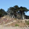 Baker Beach'te Pasifikten gelen rüzgarlarla eğilmiş ağaçlar.