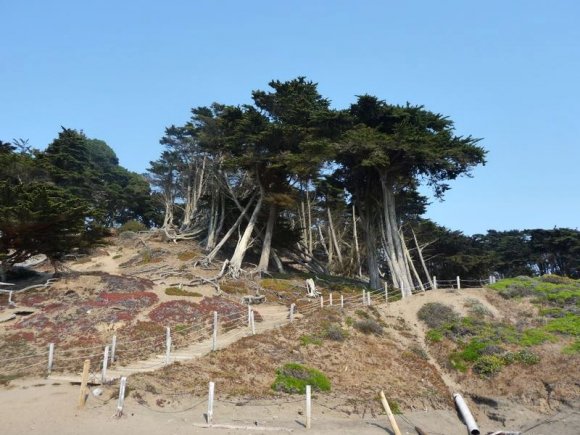 Baker Beach'te Pasifikten gelen rüzgarlarla eğilmiş ağaçlar.