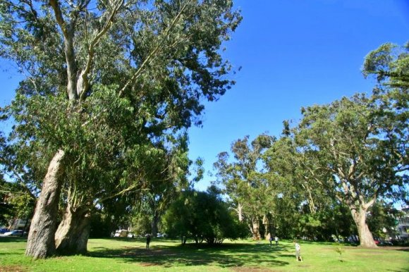 Haight Ashbury aşağısındaki park.