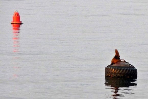 Monterey'de duba üstüne çıkmış bir deniz aslanı.