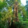 Uzun bir coast redwood ağacı