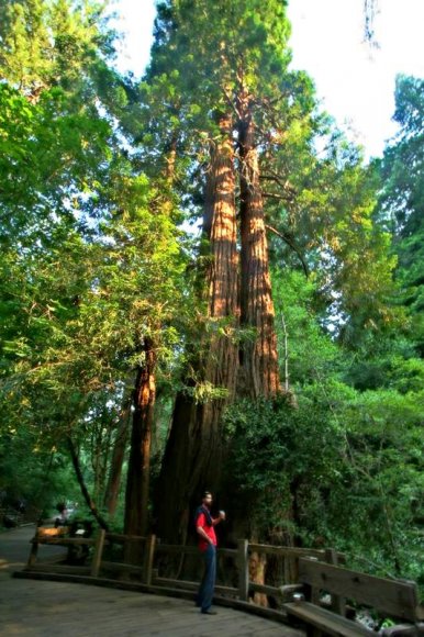 Uzun bir coast redwood ağacı