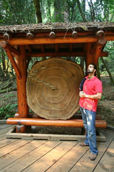 Coast redwood ağacının gövdesinin kesidi.