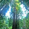 Muir Woods