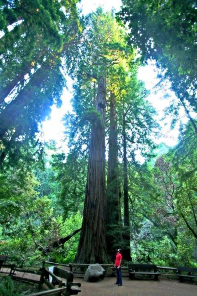 Muir Woods