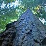 Coast Redwood - Dünyanın en uzun ağaçları