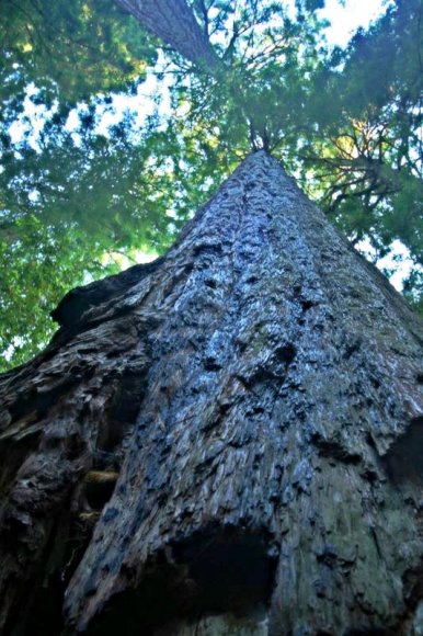 Coast Redwood - Dünyanın en uzun ağaçları