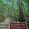 Muir Woods - Patika yollar.