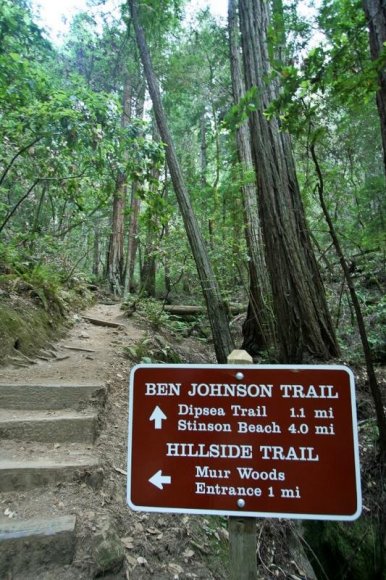 Muir Woods - Patika yollar.