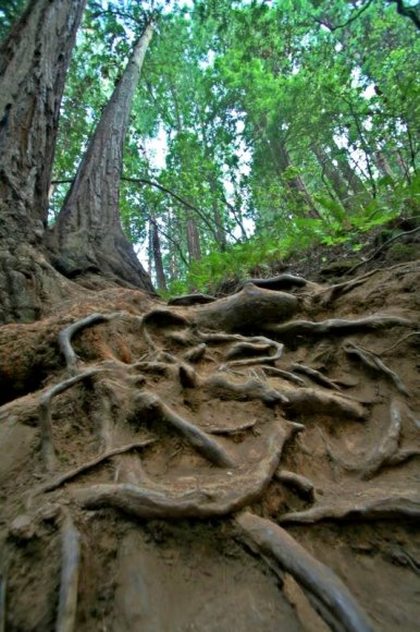 Coast redwood ağacı kökleri.