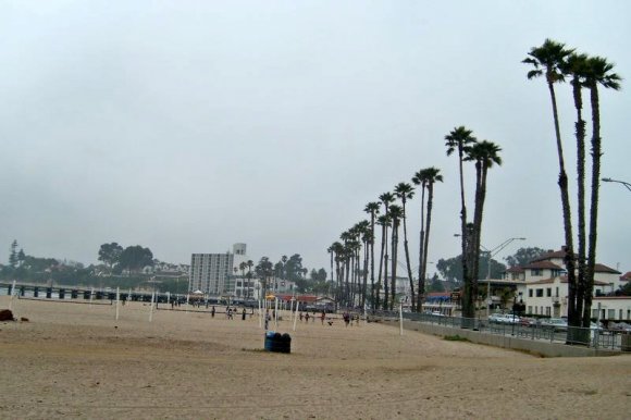 Santa Cruz sahilindeki palmiye ağaçları.