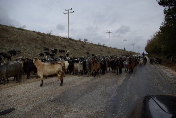 Gölcük'e niyet, Gölyaka kısmet... Aranıp (20km gidiş-dönüş) dururken yolumuzu bir keçi sürüsü kesiyor.