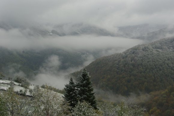 Kar ve sis bulutları altında orman.
