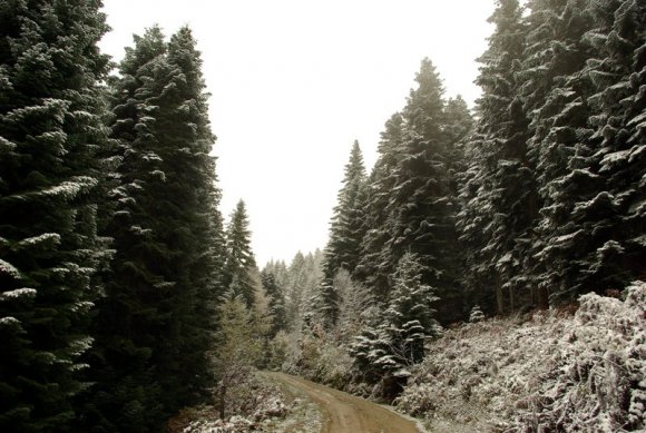 Arpa Düzüne çıkan ve Hambarlı Köyüne giden yol.