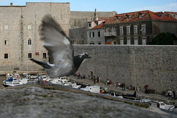 Dubrovnik limanından havalanan bir kuş.