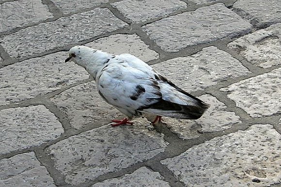 Şehir duvarları üzerinde mama arayan bir arkadaş...