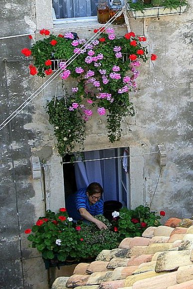 Dubrovnik eski şehirde çiçekleri ile uğraşan bir teyze