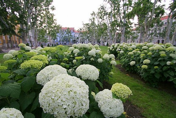 Zagreb'te bir park