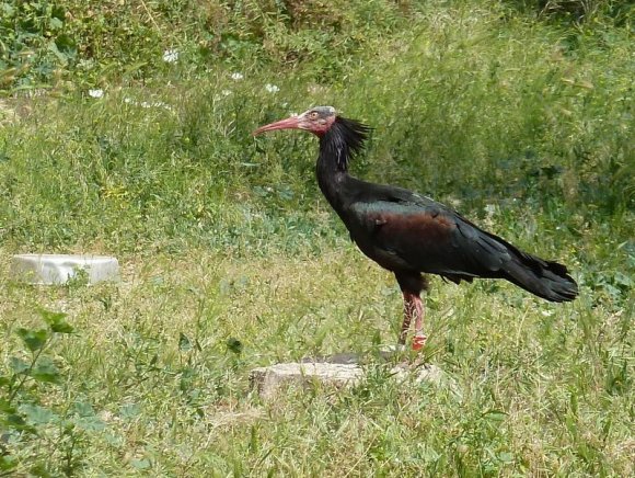 Kelaynak Kuşu, Birecik