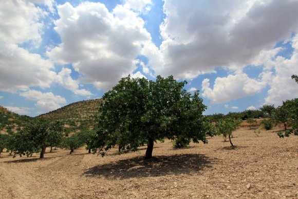 Zeugma Müzesi'nden çıktıktan sonra Zeugma Antik Kentine doğru yola çıktık. Yolda heryerde fıstık ağaçları vardı.