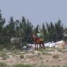 Harran'da ata binen bir çocuk