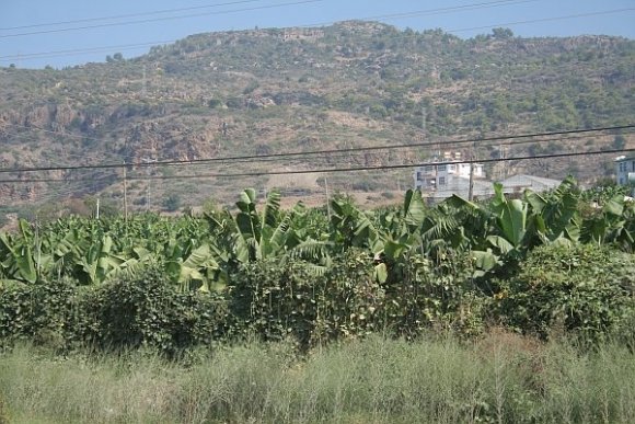 Antalya'dan Taşucu'na doğru giderken sürekli muz yetiştirilen yerlere rastlıyorsunuz.