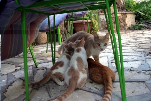 Kıbrıs'ta kaldığım günler boyunca bana arkadaşlık eden kediler.