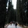 Elhamra Sarayı (Alhambra) sarayının ilk girişinde iki tarafı çam ağaçları ile kaplanmış bir yol var.
