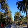 Malaga'nın sahil tarafındaki sokaklar palmiye ağaçları ile süslenmiş. Her tarafta karşınıza çıkan bahçeler ve palmiye ağaçları şehire ayrı bir güzellik veriyor.