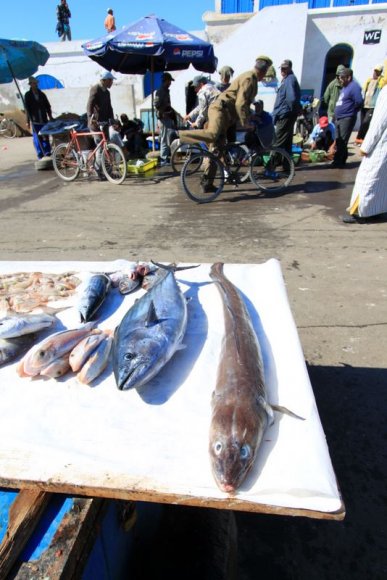 Essaouira - Balıkçı limanı