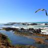 Essaouira - Essaouira'nin belkide en meşhur 2 şeyi: Balıkları ve martıları...