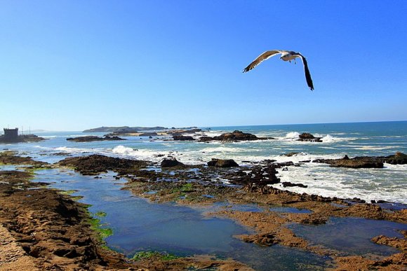 Essaouira - Essaouira'nin belkide en meşhur 2 şeyi: Balıkları ve martıları...