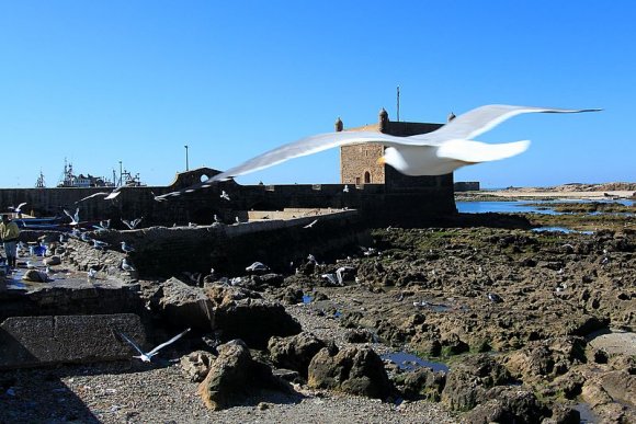 Essaouira - Martı