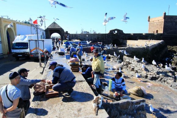 Essaouira - Balık temizleyen insanlar. Kediler ve martılar da kendi paylarına düşenleri kolluyorlar...