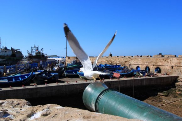 Essaouira - Toptan fırlayan bir martı :)