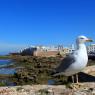 Essaouira - Martı