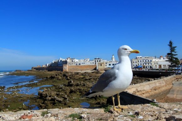 Essaouira - Martı