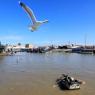 Essaouira - Balıkçı limanı