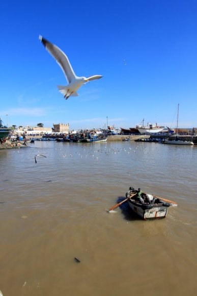 Essaouira - Balıkçı limanı