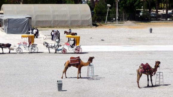 Persepolis'in girişindeki deve ve faytonlar.