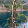 Schwangau