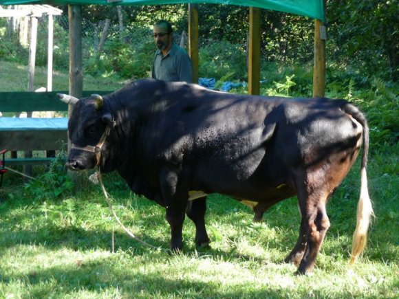 2009 yılında Boğa güreşleri Başaltı kategorisinde ikinci olan Şahin.